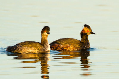 Eared Grebe