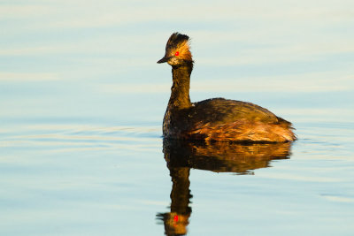 Eared Grebe