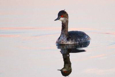 Eared Grebe