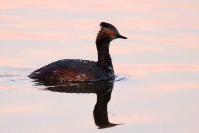 Eared Grebe