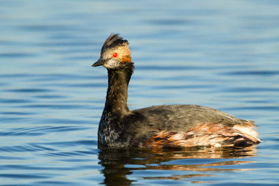 Eared Grebe