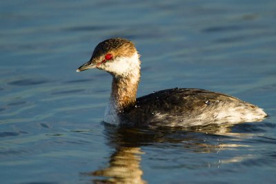 Horned Grebe