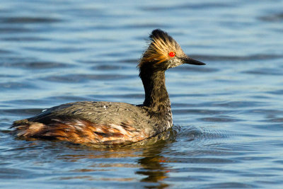 Eared Grebe