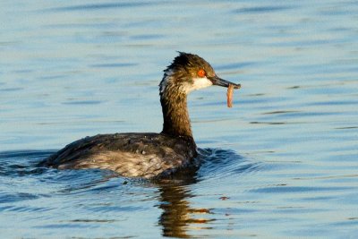 Eared Grebe