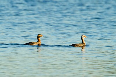 Horned Grebes