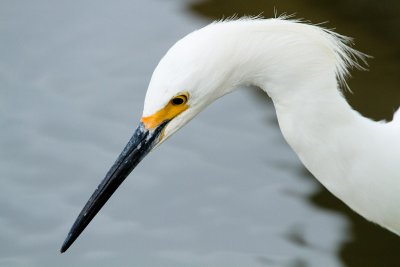 Snowy Egret