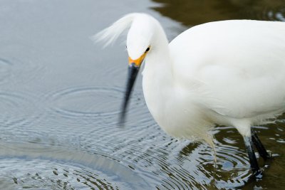 Snowy Egret shaking head