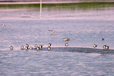 14 Black Skimmers