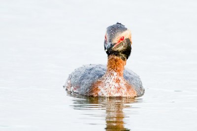 Horned Grebe