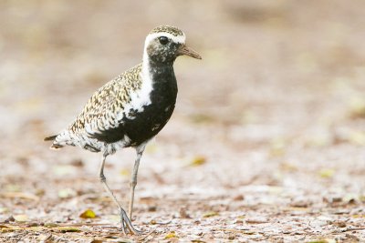 Pacific Golden-Plover