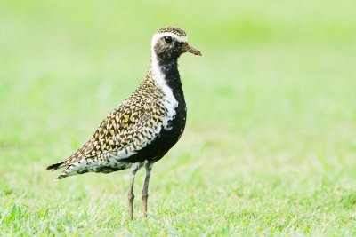 Pacific Golden-Plover