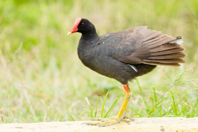 Hawaiian Gallinule