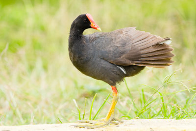 Hawaiian Gallinule