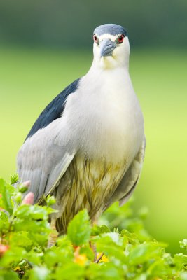 Black-crowned Night Heron