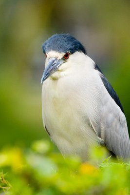 Black-crowned Night Heron