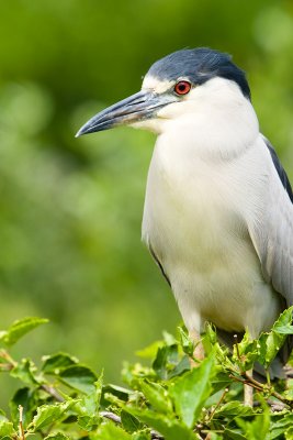 Black-crowned Night Heron