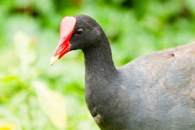 Hawaiian Gallinule