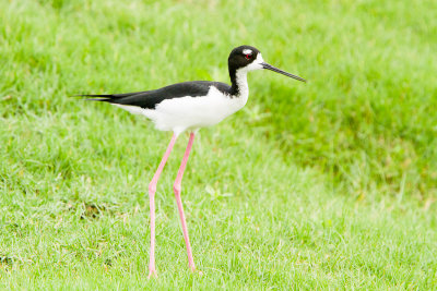 Hawaiian Stilt