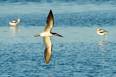 Black Skimmer