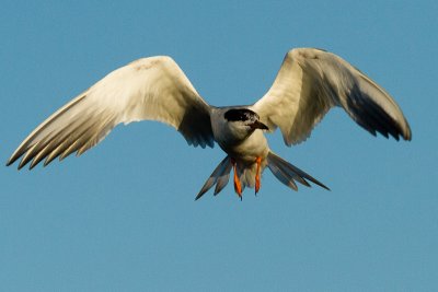 Forster's Tern