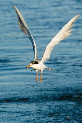 Forster's Tern