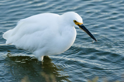 Snowy Egret with fish