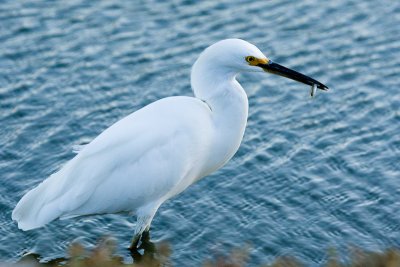 Snowy Egret with fish