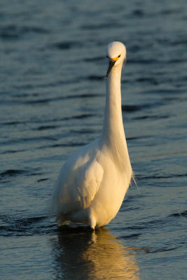 Snowy Egret