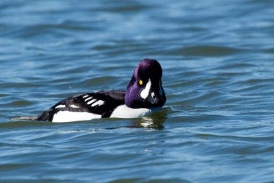 Barrow's Goldeneye