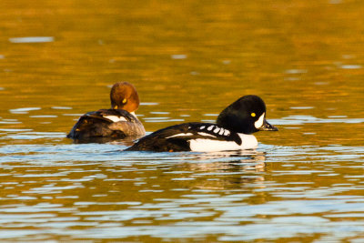 Barrow's Goldeneyes