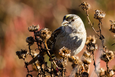 Golden-crowned Sparrow