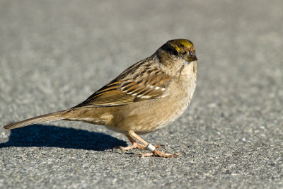 Banded Golden-crowned Sparrow