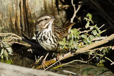 Song Sparrow