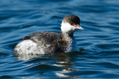 Horned Grebe