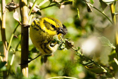 Townsend's Warbler