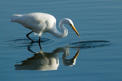 Great Egret catching fish