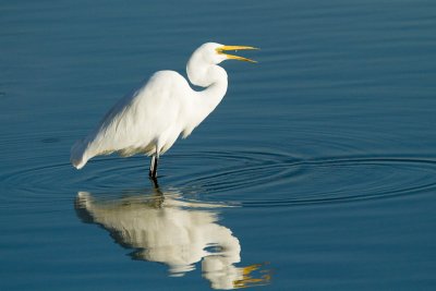 Great Egret swallowing fish