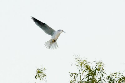 White-tailed Kite with prey