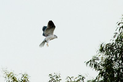 White-tailed Kite with prey