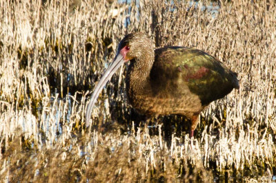 White-faced Ibis 1