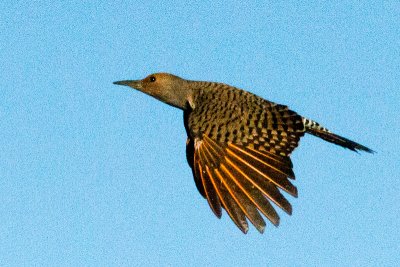 Northern Flicker