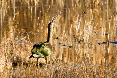 White-faced Ibis 3