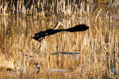 White-faced Ibis 3