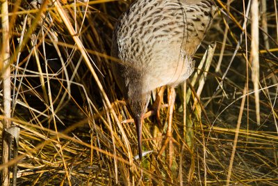 Clapper Rail with fish