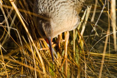 Clapper Rail with fish