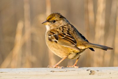 Golden-crowned Sparrow