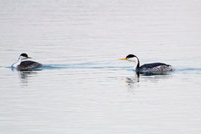 Western Grebe and Clarks Grebe
