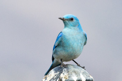 Mountain Bluebird