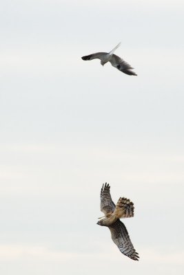 White-tailed Kite chasing Northern Harrier