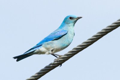 Mountain Bluebird